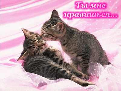 Открытка Открытки ты мне нравишься - Два котенка на розовой ткани | Красивая открытка #17