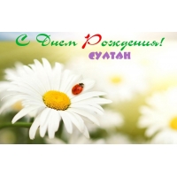 Открытка Открытки с именем Султан - Полевые цветы и божья коровка. | Красивая открытка #15