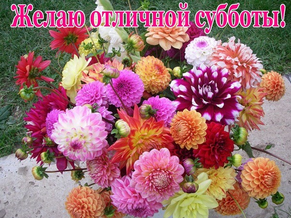 Открытка Открытки на субботу - Яркие георгины: букет цветов на фоне травы | Красивая открытка #176