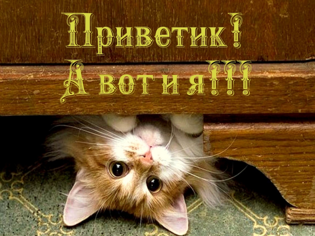 Открытка открытки с приветствием  - Котенок за забором: милая открытка с котенком | Красивая открытка #7