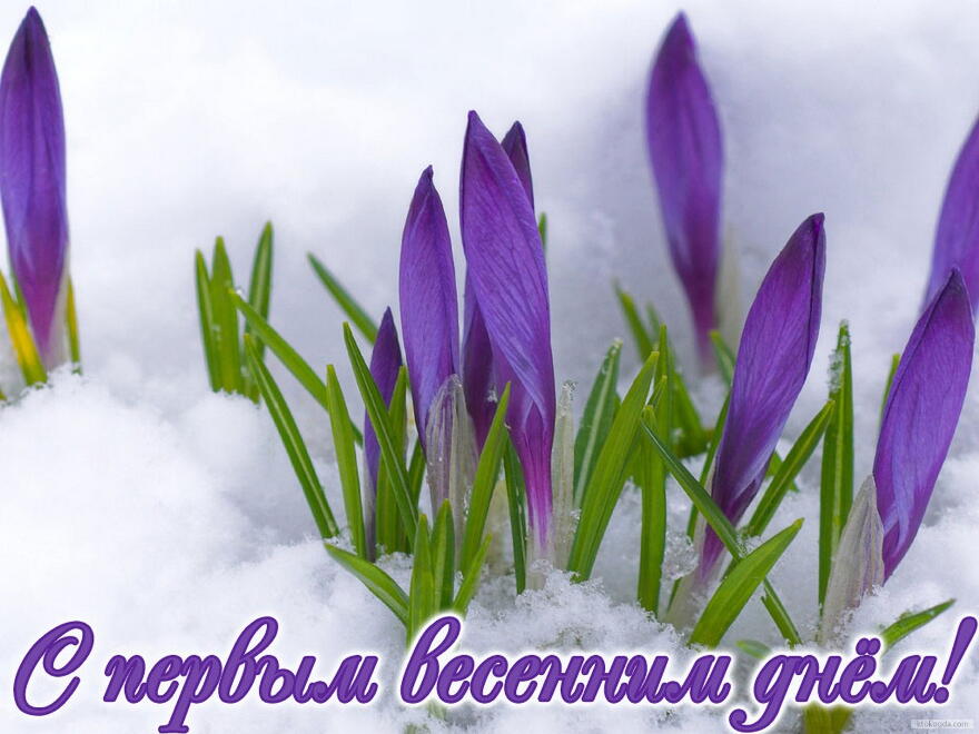 Открытка открытки с первым весенним днем - Подснежники в снегу - весенняя открытка | Красивая открытка #4