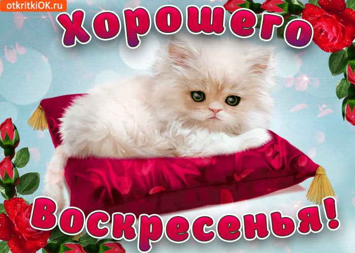 Открытка Открытки на воскресенье - Открытка с котенком в красной подушке | Красивая открытка #112