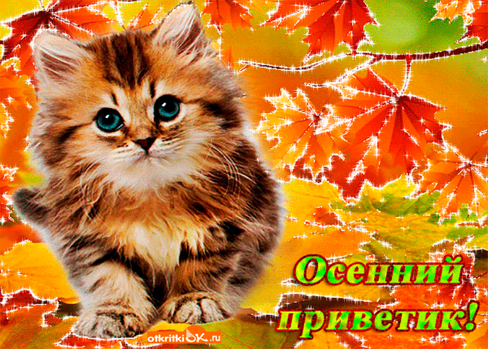 Открытка Осенний приветик - Открытка с котенком на фоне осенних листьев | Красивая открытка #63