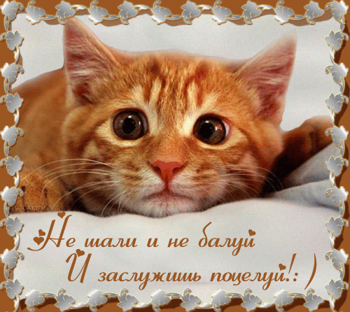 Открытка Открытки целую - Открытка с рыжим котиком | Красивая открытка #84