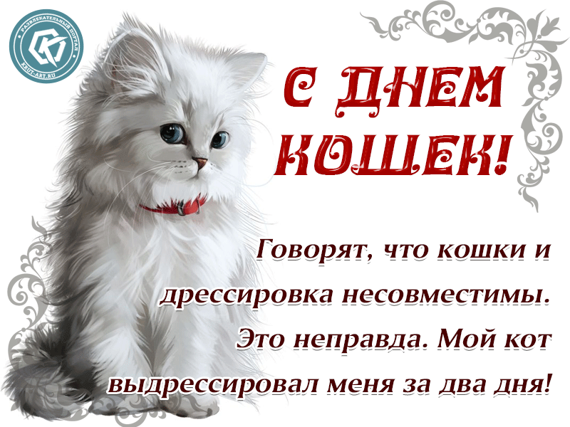Открытка С Всемирным днём кошек - Открытка "С Днем!" с белым котом | Красивая открытка #1