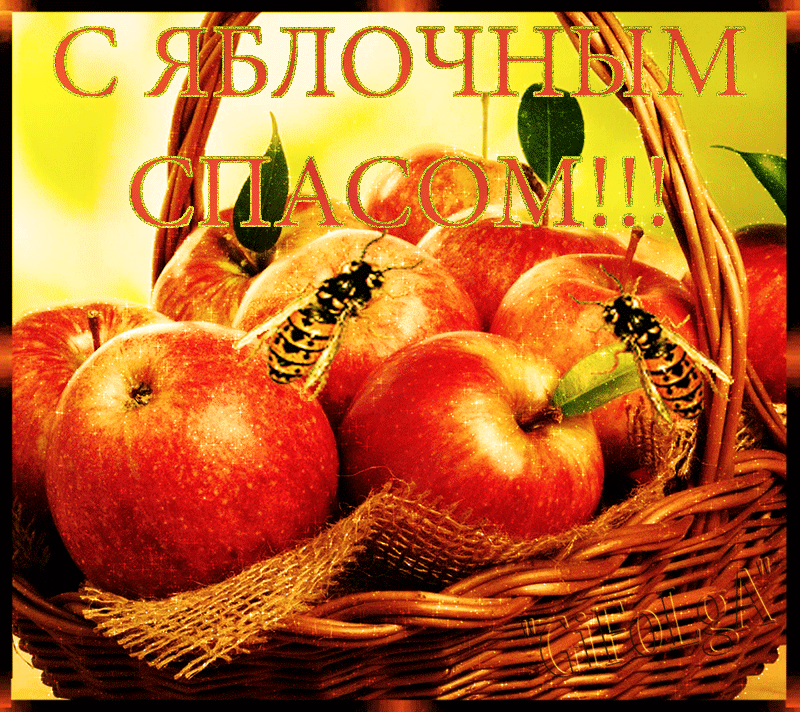 Открытка Яблочный спас - Открытка с яблоками в корзине | Красивая открытка #266