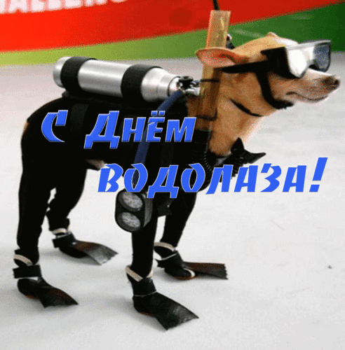 Открытка День водолаза - Собака-аквалангист: забавная открытка с днем рождения | Красивая открытка #12