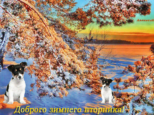 Открытка Открытки на вторник - Открытка с щенками на фоне зимнего леса | Красивая открытка #179