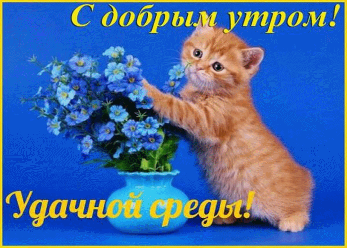 Открытка Открытки на среду - Открытка с рыжим котенком и цветами | Красивая открытка #95