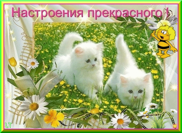 Открытка хорошего настроения - Открытка с двумя белыми котятами на лугу | Красивая открытка #80