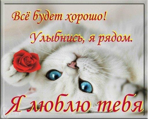 Открытка Я рядом - Белый котенок с красной розой: открытка | Красивая открытка #9