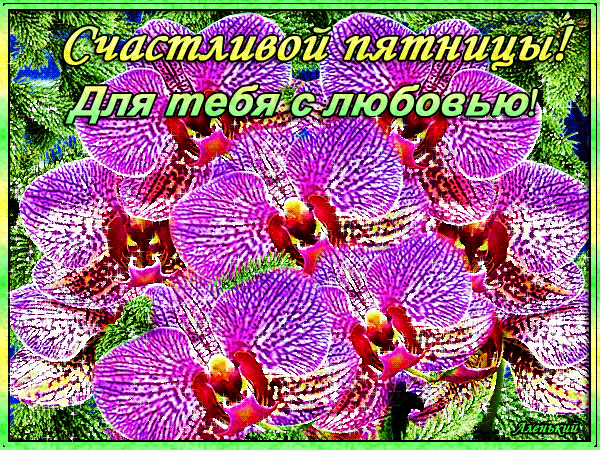 Открытка Открытки на пятницу - Пурпурные орхидеи на открытке  Праздничная открытка | Красивая открытка #211