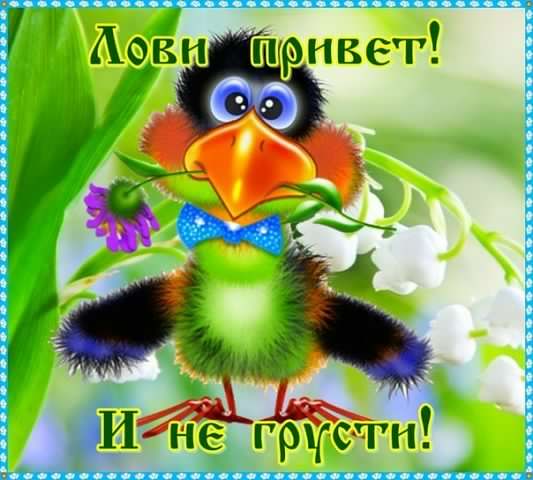 Открытка Не грусти - Открытка с милым птичкой на фоне цветов | Красивая открытка #38