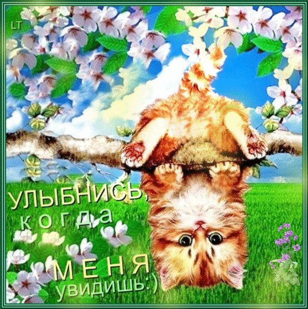 Открытка Улыбнись - Рыжий кот на цветущем дереве: открытка с котятой | Красивая открытка #234
