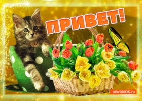 Открытка С приветствием - Котенок и цветы в корзине: открытка с приветом | Красивая открытка #20