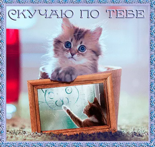 Открытка Открытки скучаю по тебе - Кот в рамке: милая открытка с котенком | Красивая открытка #200