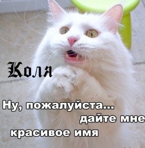 Открытка Открытки с именем Николай   - Белый кот с удивлённым выражением морды | Красивая открытка #10