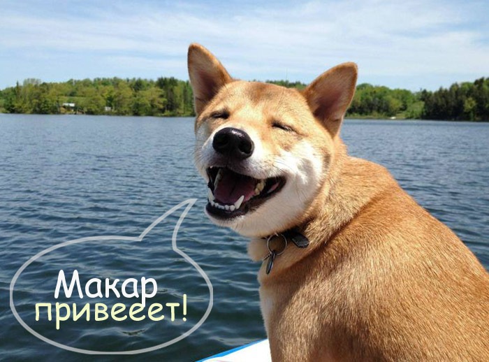Открытка Открытки с именем Макар - Собака на лодке: смешная открытка с псом | Красивая открытка #13