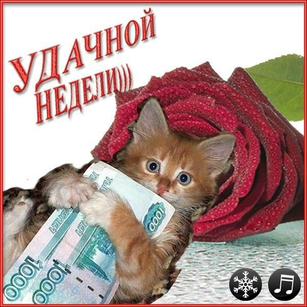 Открытка открытки с пожеланиями хорошей недели  - Котенок с деньгами: забавная открытка с котиком | Красивая открытка #17
