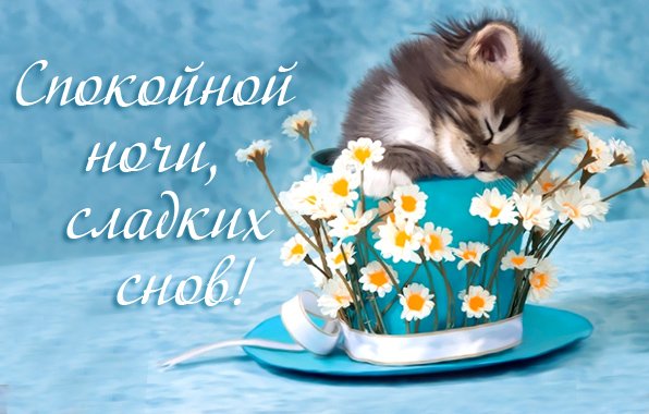 Открытка Доброй ночи - Открытка с котенком и ромашками | Красивая открытка #111