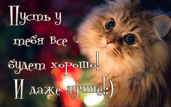 Открытка Открытки все будет хорошо - Пушистый кот на новогодней открытке | Красивая открытка #134