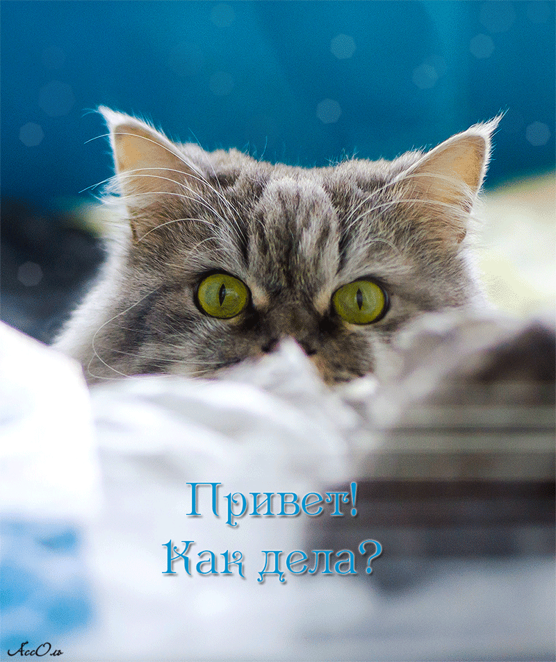 Открытка Привет - Привет, котенок! Открытка с милым котом | Красивая открытка #301
