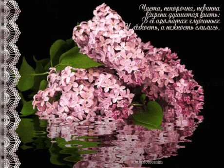 Открытка С сиренью - Открытка с сиренью: нежная весенняя красота | Красивая открытка #104