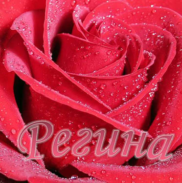 Открытка открытки с именем Регина  - Красная роза с каплями росы: открытка с цветами | Красивая открытка #1