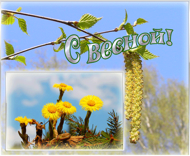 Открытка Открытки весенняя пора - Открытка «С весной»: одуванчики и сережки березы | Красивая открытка #171