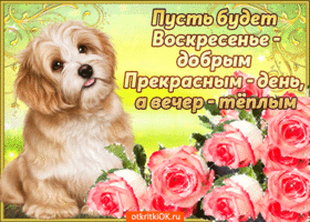 Открытка Открытки на воскресенье - Открытка с щенком и розами - поздравления | Красивая открытка #145