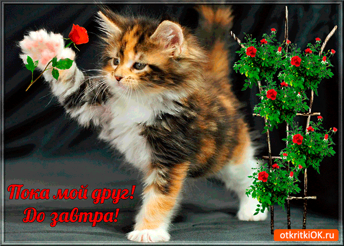 Открытка Прощания - Открытка с котенком и розами | Красивая открытка #20
