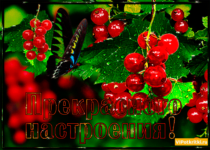Открытка Открытки хорошего настроения - Открытка с сочной красной смородиной и бабочкой. | Красивая открытка #73