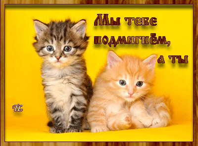 Открытка Улыбнись - Две милые котятишки на открытке | Красивая открытка #255