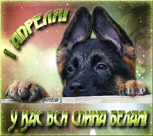 Открытка 1 апреля - Щенок немецкой овчарки, милая открытка | Красивая открытка #106