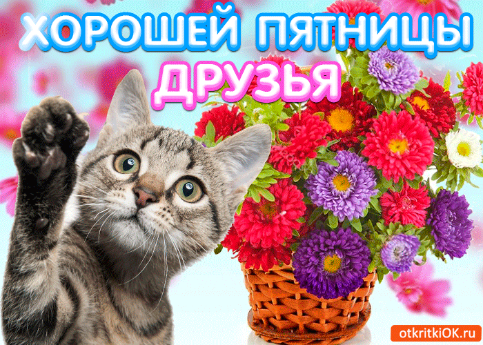 Открытка Открытки на пятницу - Открытка с котенком и цветами | Красивая открытка #79