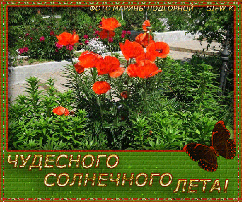 Открытка Открытки хорошего лета - Алые маки на фоне зелени: открытка с цветами | Красивая открытка #69