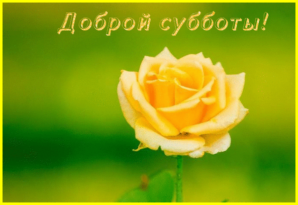 Открытка С субботой - Жёлтая роза на зелёном фоне. Открытка. | Красивая открытка #50