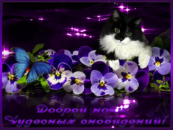 Открытка Открытки с пожеланиями на ночь - Открытка: Котенок и фиалки  Добрых снов! | Красивая открытка #80