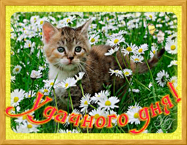Открытка Удачи - Котенок на лугу цветов: открытка с котенком | Красивая открытка #70