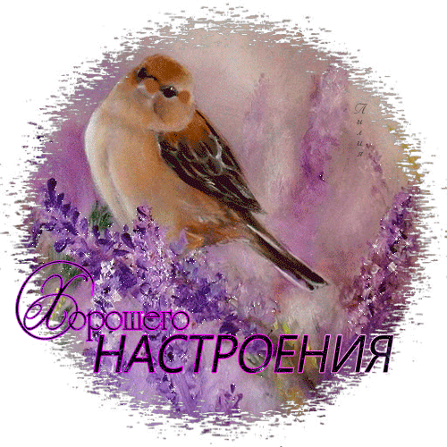 Открытка хорошего настроения - Открытка с синичкой и лавандой | Красивая открытка #8