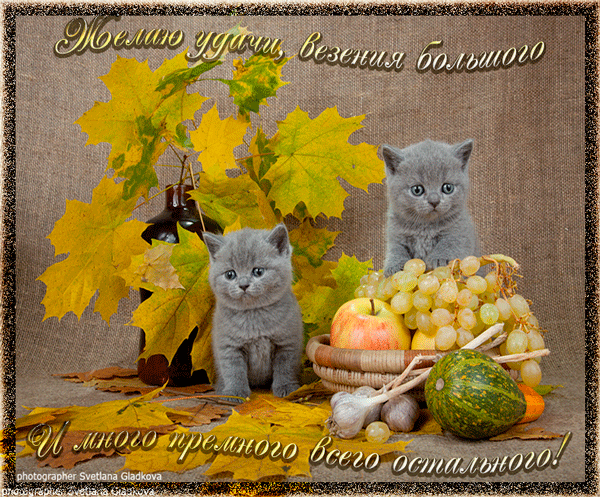 Открытка Удачи - Два котенка и осенний урожай: открытка с фото | Красивая открытка #74