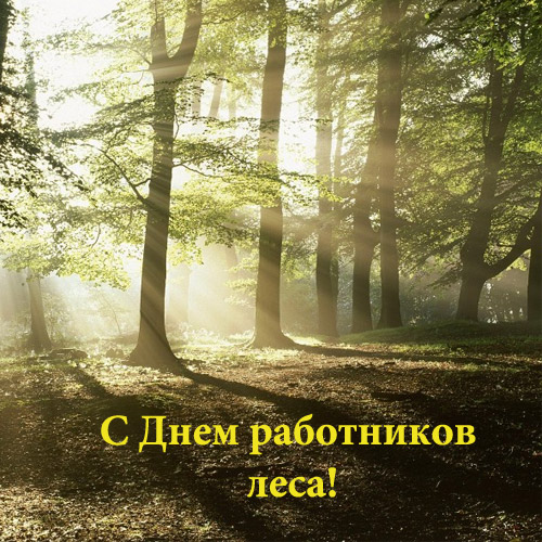 Открытка Открытки с днем работников леса - С Днём лесовода: солнечный лес - открытка | Красивая открытка #17