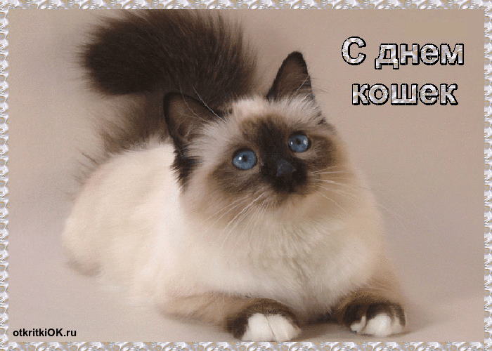 Открытка Открытки с днем кошек - Открытка с котенком: милые поздравления  ОткрыткаР | Красивая открытка #33