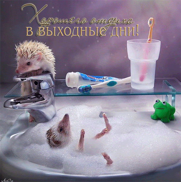 Открытка Хорошего отдыха, отпуска - Ежик в ванной: забавная открытка с лягушонком | Красивая открытка #95