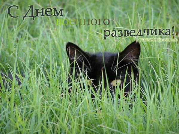Открытка Открытки с днем военного разведчика - Котенок в траве: открытка с милым сюрпризом | Красивая открытка #15