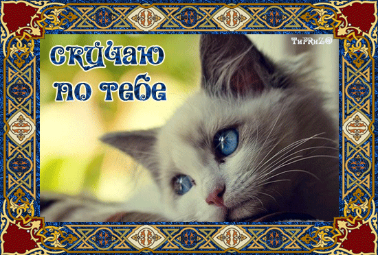Открытка Скучаю - Близкий план кошки с голубыми глазами | Красивая открытка #227