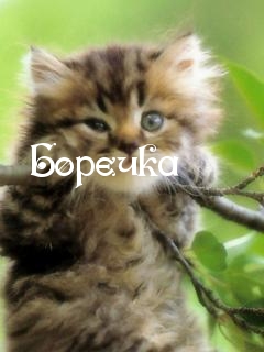 Открытка открытки с именем Борис - Пушистый котенок на ветке: открытка с котенком | Красивая открытка #101