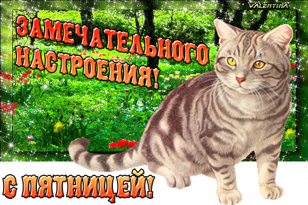Открытка открытки с пожеланиями хорошей пятницы  - Серый кот на открытке с блестками | Красивая открытка #12