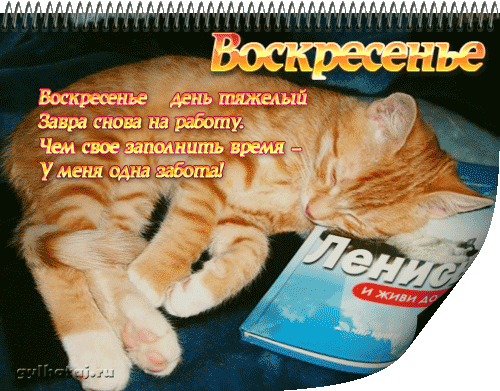 Открытка Открытки на воскресенье - Открытка с котенком на фоне праздничной атрибутики | Красивая открытка #70