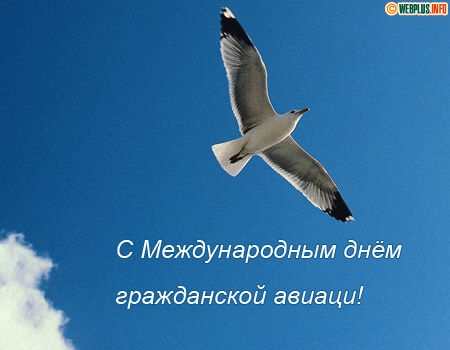 Открытка Открытки на Международный день гражданской авиации - Чайка в полете на фоне голубого неба | Красивая открытка #45